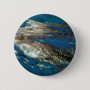 Badge Rond 5 Cm requin baleine Oslob Philippines