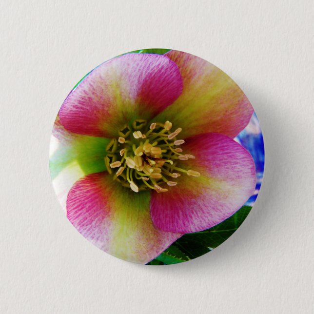Badge Rond 5 Cm Rose de carême rose, (Devant)
