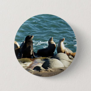 Badge Rond 5 Cm San Diego Sea Lions