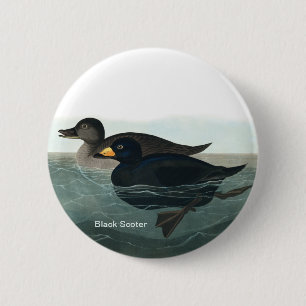 Badge Rond 5 Cm Scoter noir, Audubon, Canard de mer, Accessoire d'