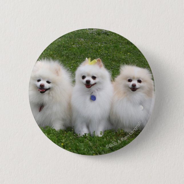 Badge Rond 5 Cm Séance de 3 Pomeranians (Devant)