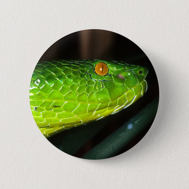 Badge Rond 5 Cm Serpent de vipère de la mine de Stejneger vert (Devant)