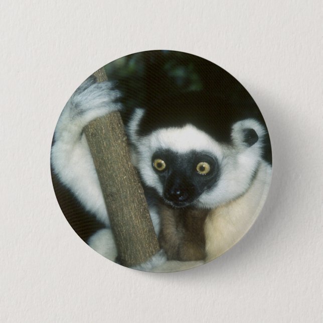 Badge Rond 5 Cm Sifaka (lémur), Madagascar (Devant)