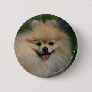 Badge Rond 5 Cm Sourire de Pomeranian