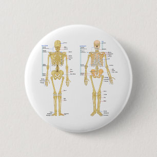 Badge Rond 5 Cm Squelette humain marqué diagramme d'anatomie