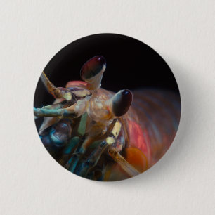 Badge Rond 5 Cm Stomatopod (crevette de mante)