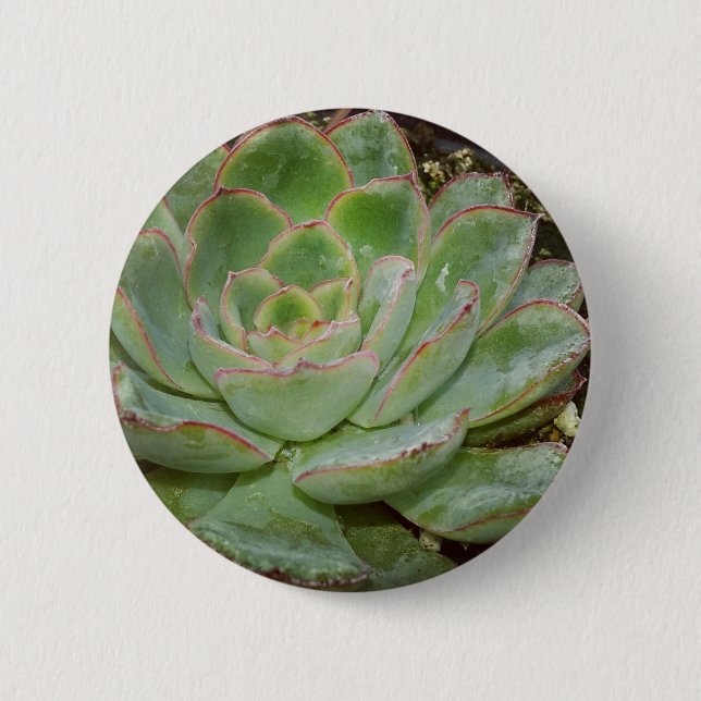 Badge Rond 5 Cm Succulent, poules et poulets (Devant)
