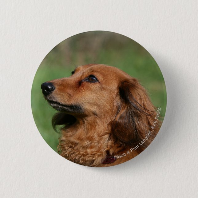 Badge Rond 5 Cm Teckel miniature aux cheveux longs 2 (Devant)