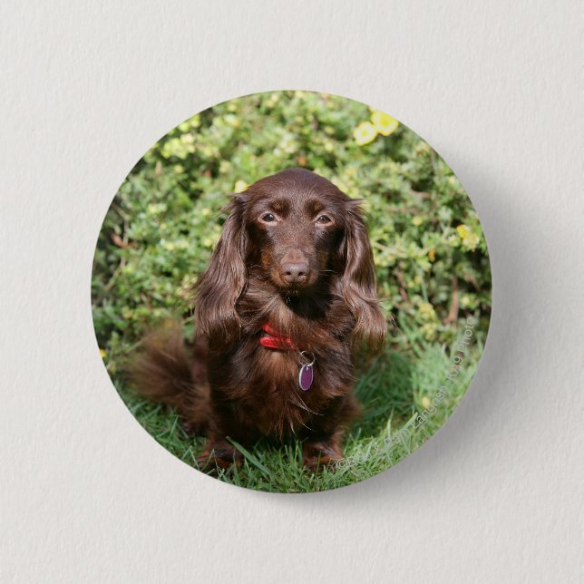 Badge Rond 5 Cm Teckel miniature aux cheveux longs Brown (Devant)