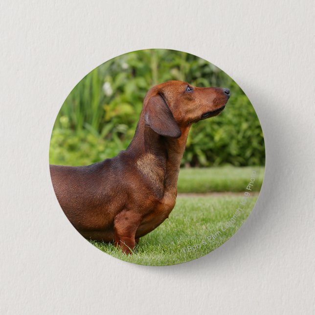 Badge Rond 5 Cm teckel miniature Lisse-haired (Devant)
