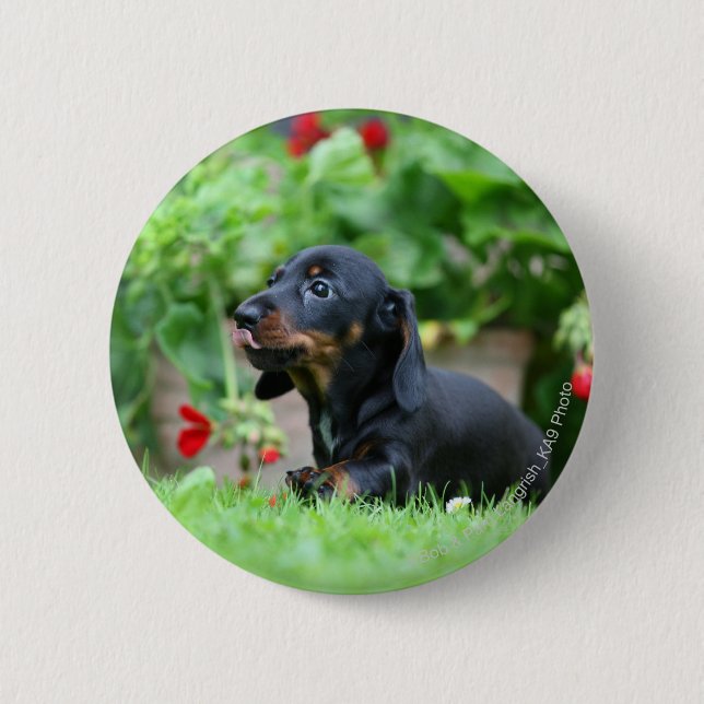 Badge Rond 5 Cm teckel miniature Lisse-haired 1 (Devant)