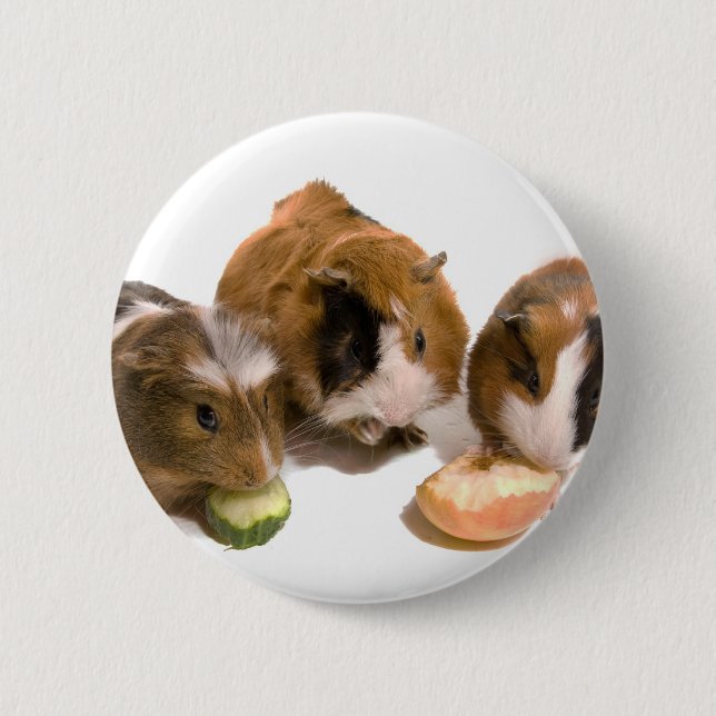 Badge Rond 5 Cm three guinea pigs who eat, (Devant)
