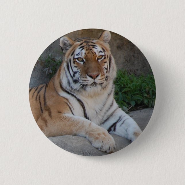 Badge Rond 5 Cm Tiger Love (Devant)