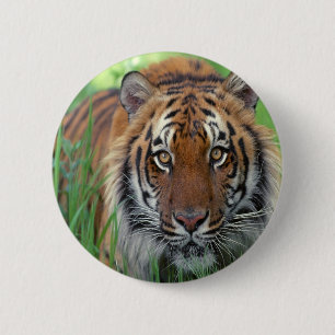Badge Rond 5 Cm Tigre
