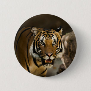 Badge Rond 5 Cm Tigre de Sibérie