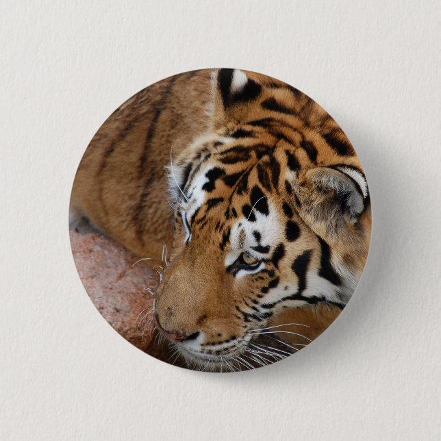 Badge Rond 5 Cm Tigre du Bengale (Devant)