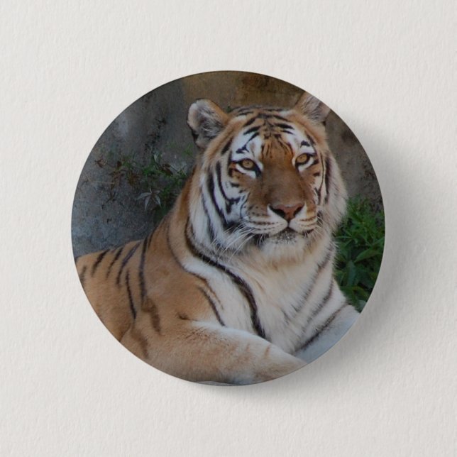 Badge Rond 5 Cm Tigres du Bengale (Devant)