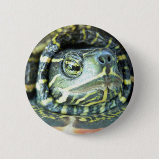Badge Rond 5 Cm Tortue peinte (Chrysemys picta) 2