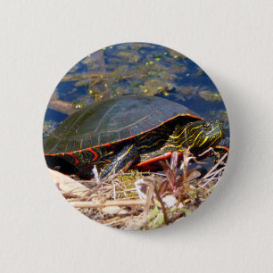 Badge Rond 5 Cm Tortue peinte (Chrysemys picta) 3