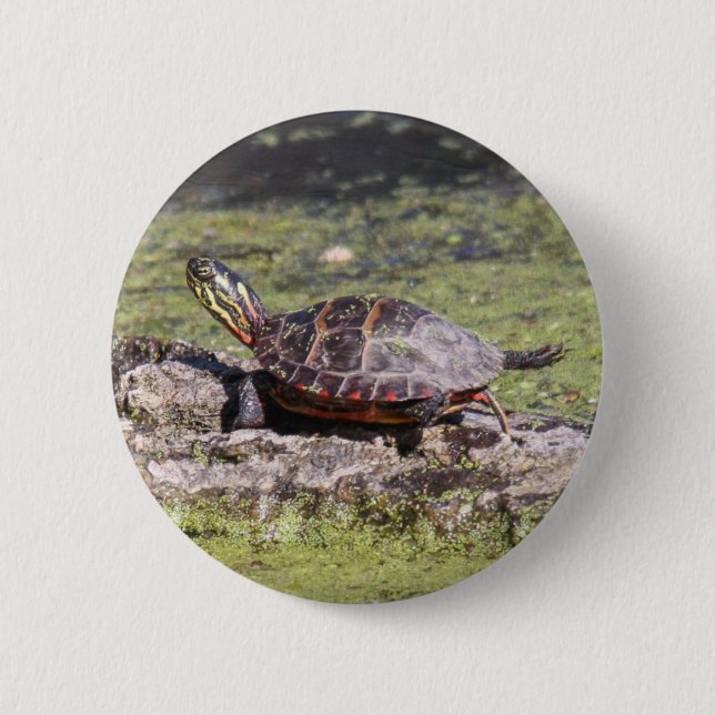 Badge Rond 5 Cm Tortue peinte orientale (Devant)