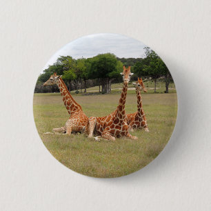 Badge Rond 5 Cm Trois girafe à Fossil Rim