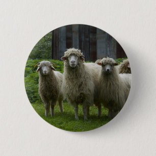 Badge Rond 5 Cm Troupeau frais des terres cultivables des moutons