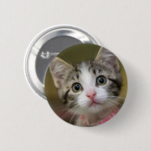 Badge Rond 5 Cm Un joli chaton aux yeux verts