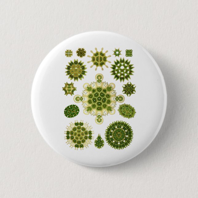 Badge Rond 5 Cm Une algue verte (Devant)