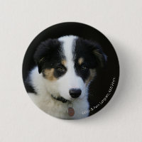 Vieux chiot de border collie de 12 semaines