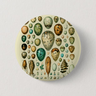 Badge Rond 5 Cm Vintage Bird Eggs French Fish Egg