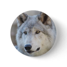 Visage de loup gris