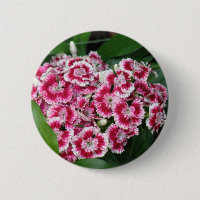 William doux fleurit autour du bouton