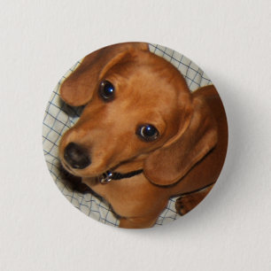 Badge Rond 5 Cm Yeux de chiot d'animal familier de teckel