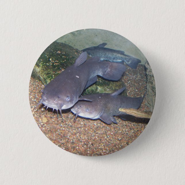 Badge Rond 5 Cm Zoo de pêche de poisson-chat (Devant)