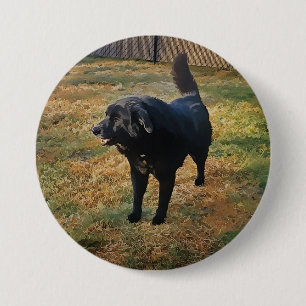 Badge Rond 7,6 Cm Black Lab Dans Le Bouton Soleil Automne