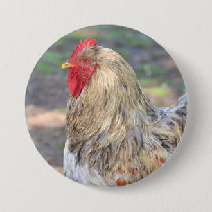 Badge Rond 7,6 Cm Bouton poulet