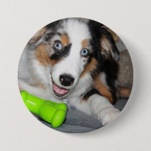 Badge Rond 7,6 Cm Chien de Berger Américain Miniature Blue Merle