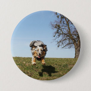 Badge Rond 7,6 Cm Miniature American Shepherd Blue Merle Jumping