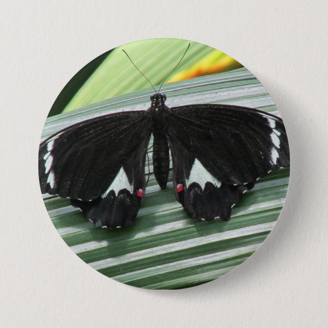 Badge Rond 7,6 Cm Papillon tropical noir et blanc (Devant)