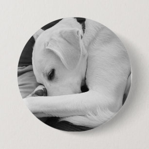 Badge Rond 7,6 Cm Photo en noir et blanc de mignon chien reposant av