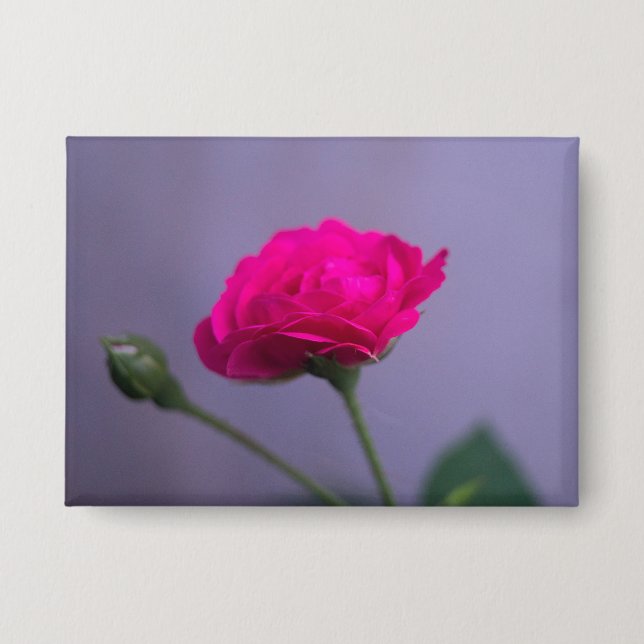 Badge Rosier de jardin rose (Recto)