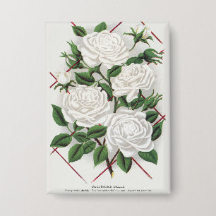 Badge Rosier grimpant blanc victorien antique de jardin
