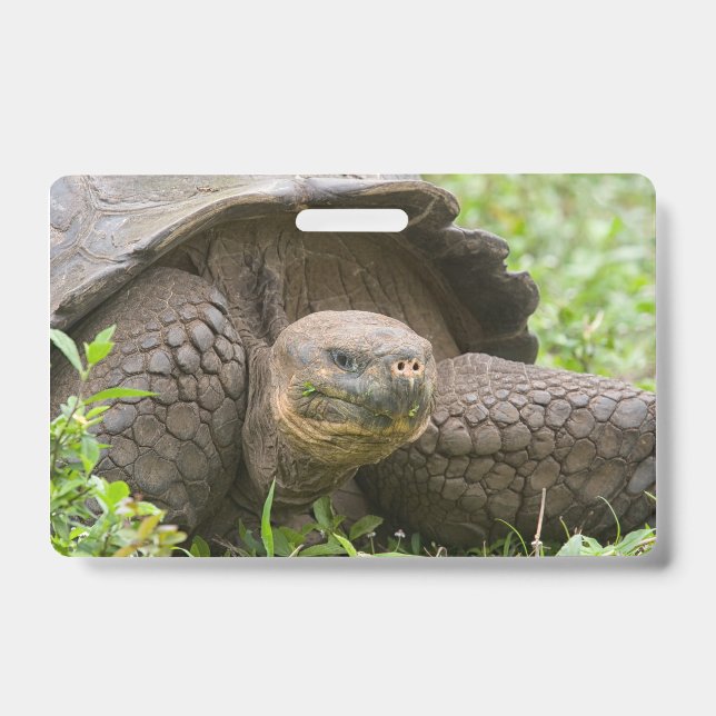 Badge Tortue géante (Avant)