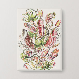 Badge Vintage Ernst Haeckel Plante Pitcher Botanique