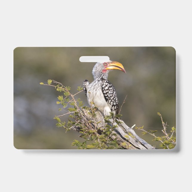 Badge Yellow billed hornbill (Avant)