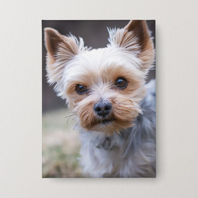 Badge Yorkshire terrier, chien, animal de compagnie (Recto)