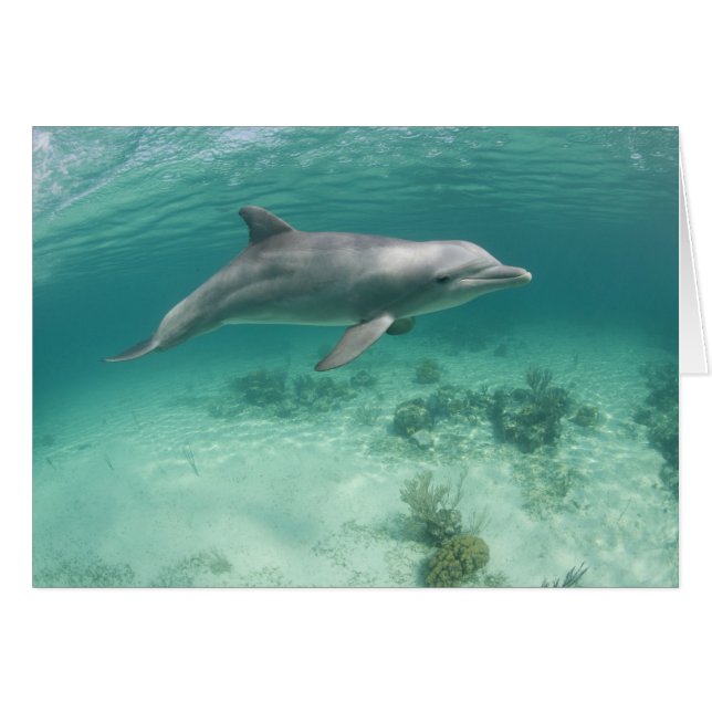 Bahamas, île de Grand Bahama, Freeport, Captive 6 (Devant horizontal)