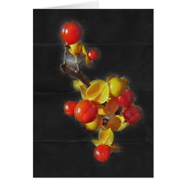 Baies aigres-douces - beauté d'automne (Devant)