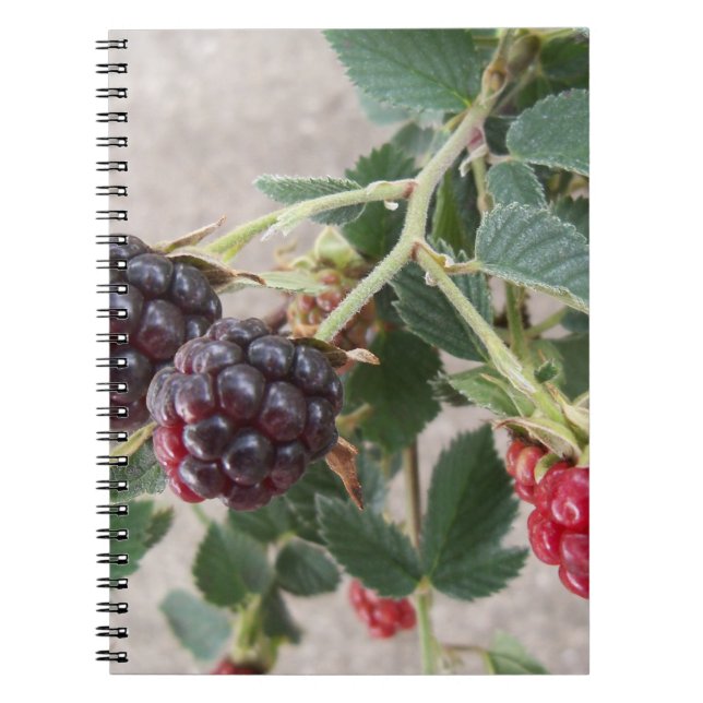 Baies mûres sur carnet (Devant)