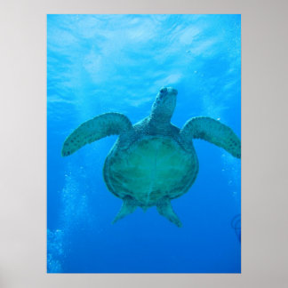 Baignade avec tortues de mer à Hawaii poster 1